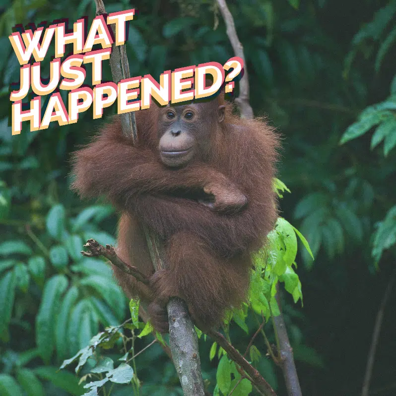 The Nestlé Deforestation Backlash